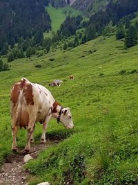 Cows standing on landscape