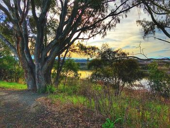 Trees by lake against sky