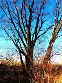 Bare trees on field against sky