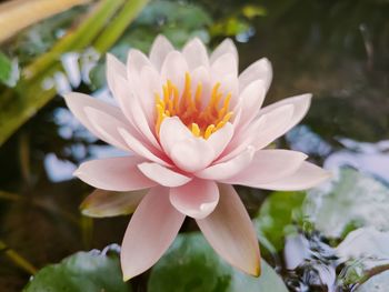 Close-up of white flower