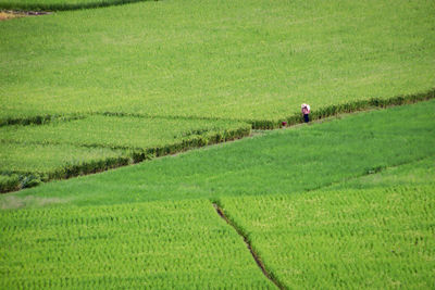 Scenic view of agricultural field