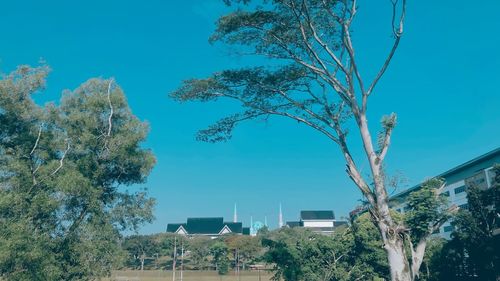 Low angle view of trees and buildings against blue sky