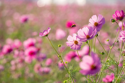 Close-up of pink cosmos flowers