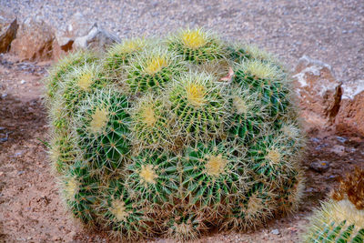 High angle view of cactus plants