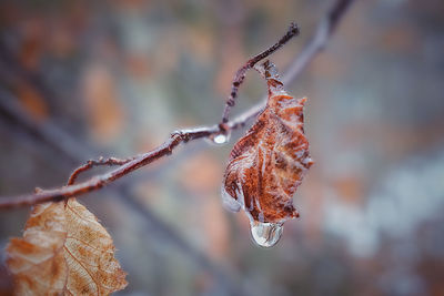 Close-up of dry leaves on tree during winter