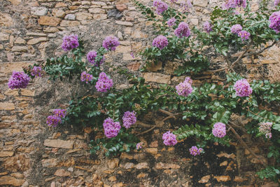 High angle view of pink flowering plants