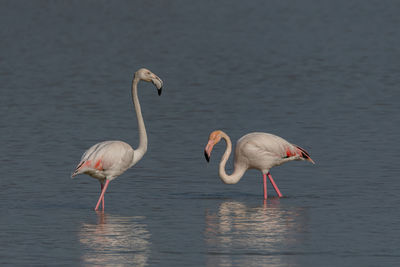 Bird in lake