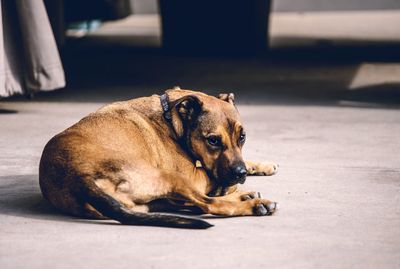 Dog lying down on floor