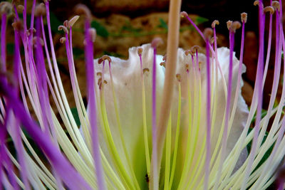 Full frame shot of purple flowers