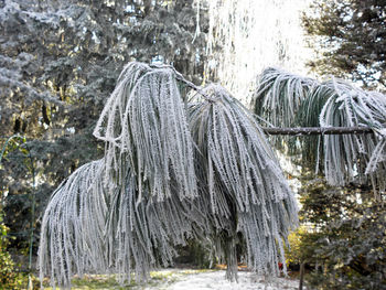 Close-up of tree against water