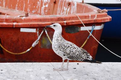 Close-up of bird perching on retaining wall