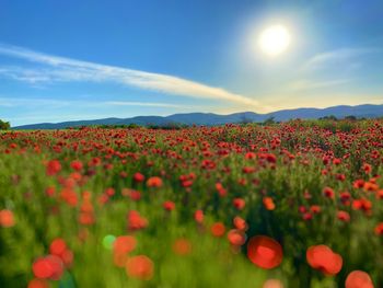 Scenic view of flowering plants on field against sky