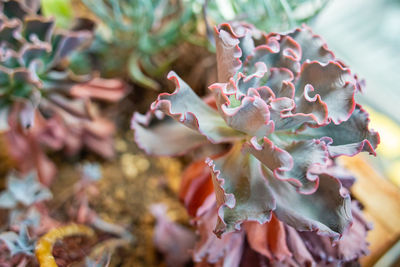 Close-up of pink flowering plant leaves