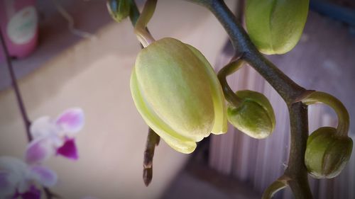 Close-up of fruit growing on tree