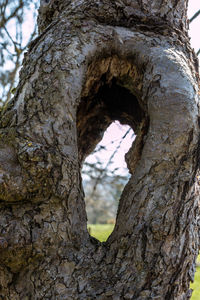 Close-up of hole in tree trunk