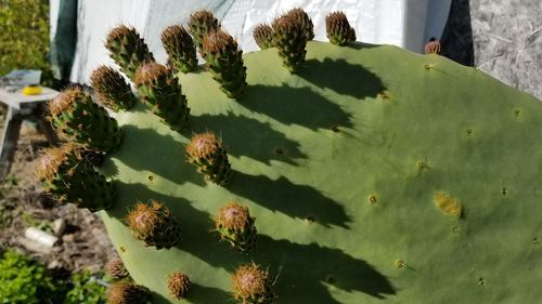 High angle view of cactus plants