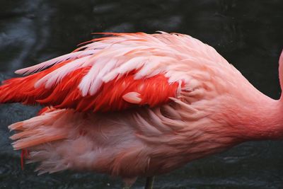 Close-up of red bird