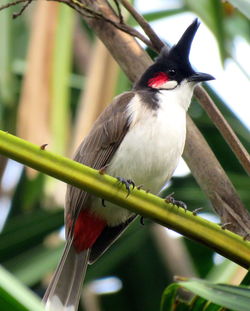 Close-up of bird perching on branch