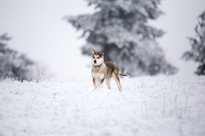 Dog on snow covered tree