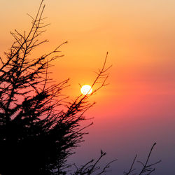 Low angle view of silhouette tree against orange sky