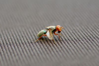 Close-up of insect