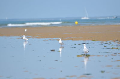 Seagull flying over sea