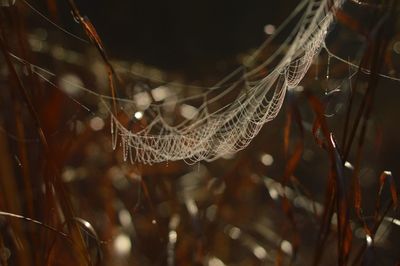 Close-up of plant against blurred background