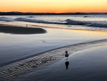 View of seagull on beach