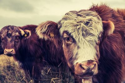 A herd of rare breed highland cattle with long hair