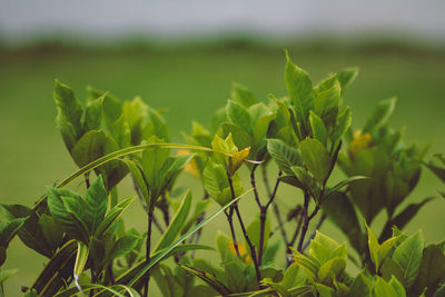 Close-up of crops growing on field