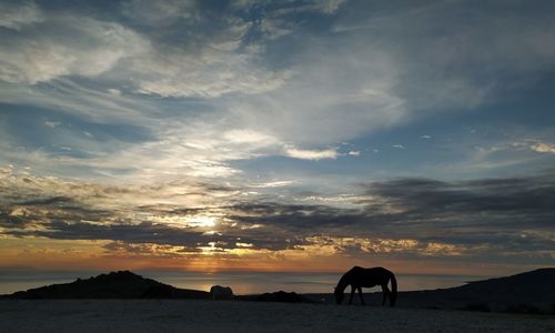 Silhouette horse standing on land against sky during sunset