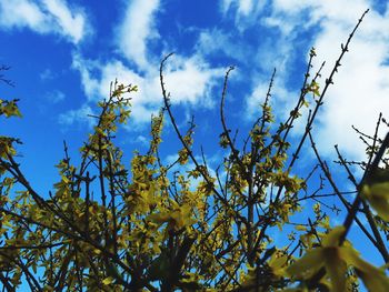 Low angle view of trees against cloudy sky