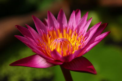 Close-up of pink water lily