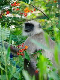 View of monkey on plant