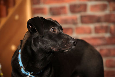 Close-up of a dog looking away