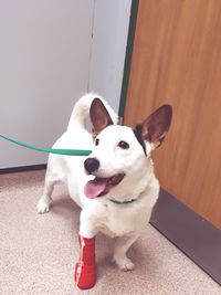 White dog sitting on floor