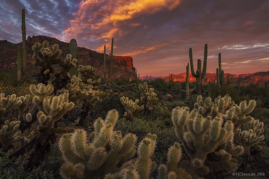 sky, cloud - sky, sunset, beauty in nature, tranquility, nature, tranquil scene, growth, scenics, plant, cloudy, orange color, landscape, cloud, idyllic, tree, cactus, field, outdoors, no people