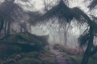 Trees growing on field in foggy weather