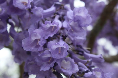 Close-up of purple flowering plant