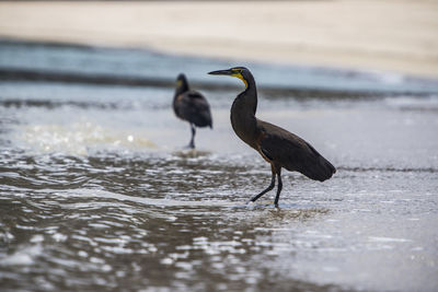 Heron observes