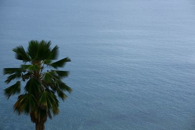 Low angle view of palm trees against clear sky