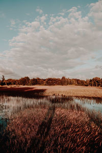 Scenic view of field against sky