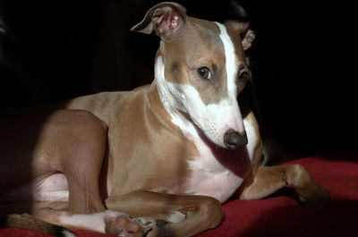 Close-up portrait of dog at home