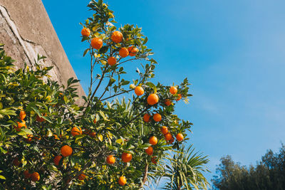 Low angle view of orange tree