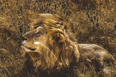 Side view of a lion looking into the distance