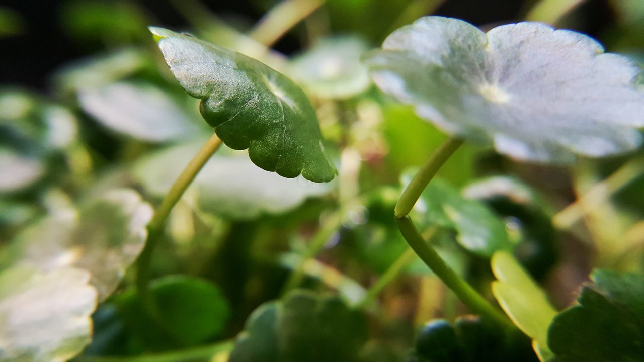 growth, freshness, fragility, close-up, drop, plant, focus on foreground, flower, beauty in nature, nature, wet, water, leaf, selective focus, stem, dew, petal, bud, season, green color