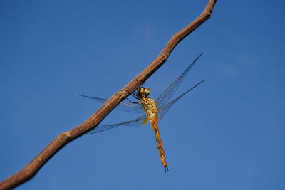 Low angle view of insect on tree against clear blue sky