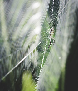 Close-up of spider and web against blurred background