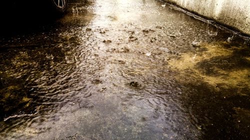 Reflection of trees in puddle