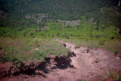 Plants growing on land